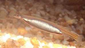 Kandiruru, alebo brazílsky upír